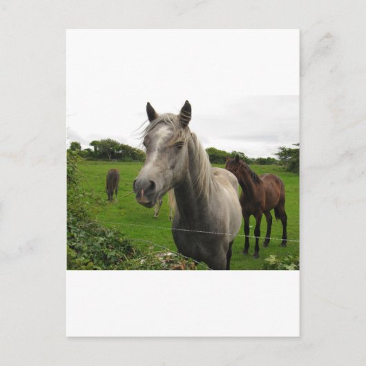 Paarden Briefkaart (Voorkant)