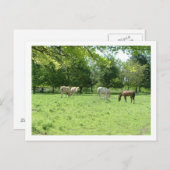 paarden briefkaart (Voorkant / Achterkant)