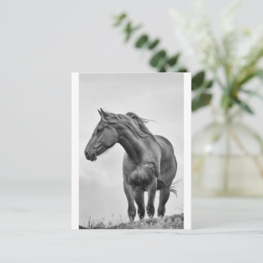 Paarden Briefkaart (Staand voorkant)
