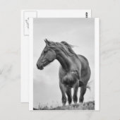 Paarden Briefkaart (Voorkant / Achterkant)