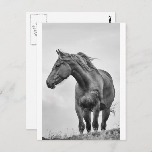 Paarden Briefkaart (Voorkant / Achterkant)