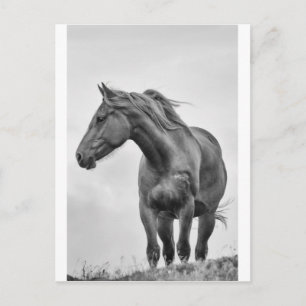 Paarden Briefkaart