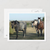 paarden briefkaart (Voorkant / Achterkant)