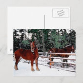 Paarden Briefkaart (Voorkant / Achterkant)