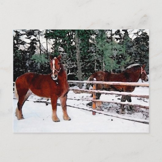 Paarden Briefkaart (Voorkant)