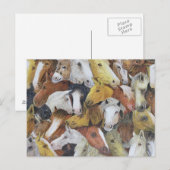 Paarden Briefkaart (Voorkant / Achterkant)