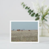 paarden briefkaart (Staand voorkant)