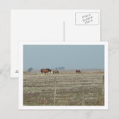 paarden briefkaart (Voorkant / Achterkant)