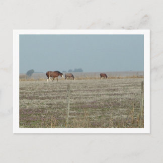 paarden briefkaart