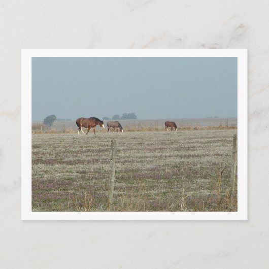 paarden briefkaart (Voorkant)