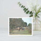 paarden briefkaart (Staand voorkant)