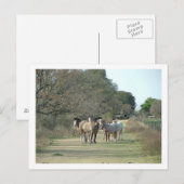 paarden briefkaart (Voorkant / Achterkant)