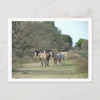 paarden briefkaart
