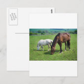 Paarden Briefkaart (Voorkant / Achterkant)