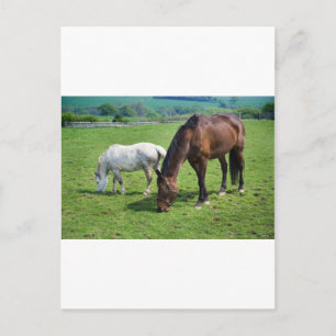 Paarden Briefkaart