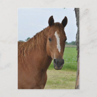 Paarden Briefkaart
