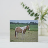 Paarden Briefkaart (Staand voorkant)