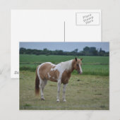 Paarden Briefkaart (Voorkant / Achterkant)