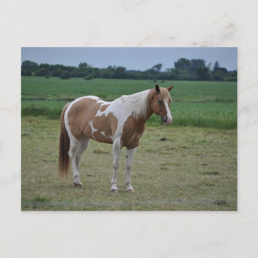 Paarden Briefkaart (Voorkant)