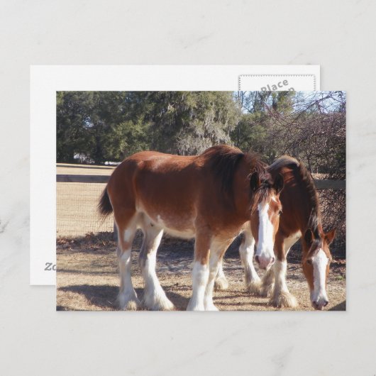 Paarden Briefkaart (Voorkant / Achterkant)