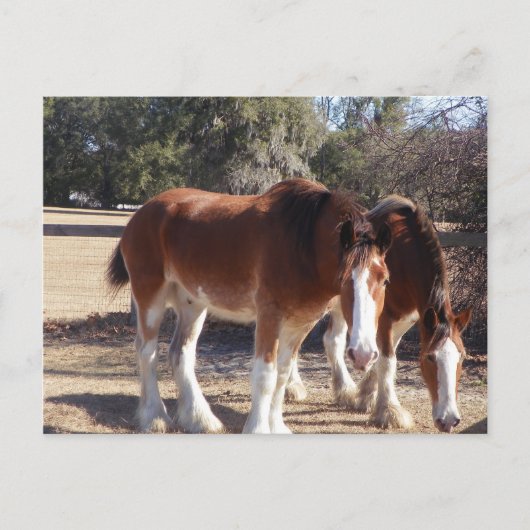 Paarden Briefkaart (Voorkant)