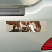 Paarden Bumpersticker (Op auto)