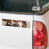 Paarden Bumpersticker (Op Truck)