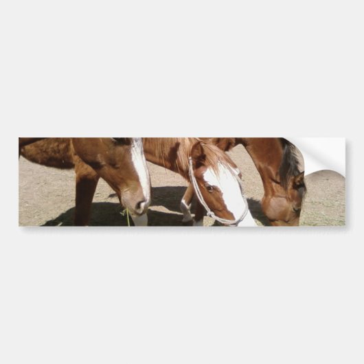 Paarden Bumpersticker (Voorkant)