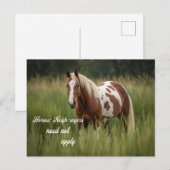 Paarden Buren hoeven niet toe te passen Pinto Briefkaart (Voorkant / Achterkant)