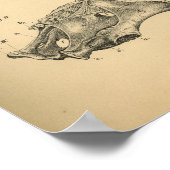 Paarden Cervicale wervelkolom anatomie 1908  afdru Poster (Hoek)