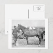 Paarden "Comanche" de enige overlevende van de Cus Briefkaart (Voorkant / Achterkant)