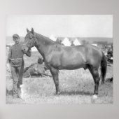 Paarden "Comanche" de enige overlevende van de Cus Poster (Voorkant)