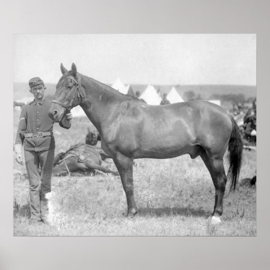 Paarden "Comanche" de enige overlevende van de Cus Poster (Voorkant)