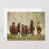 Paarden cresting kleine heuvel tijdens afronding briefkaart (Voorkant / Achterkant)