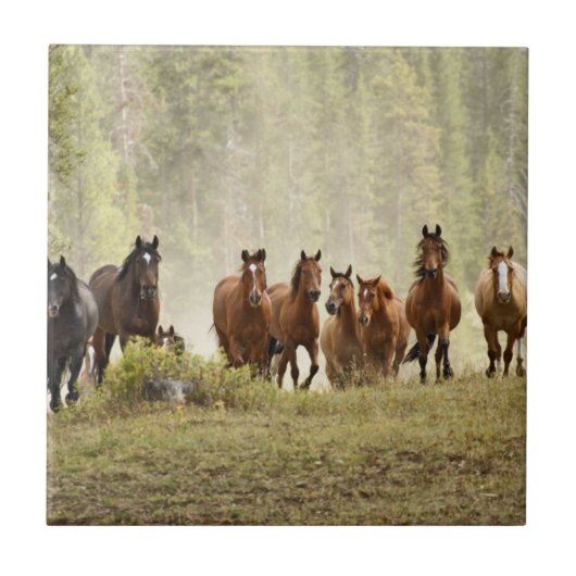 Paarden cresting kleine heuvel tijdens afronding tegeltje (Voorkant)