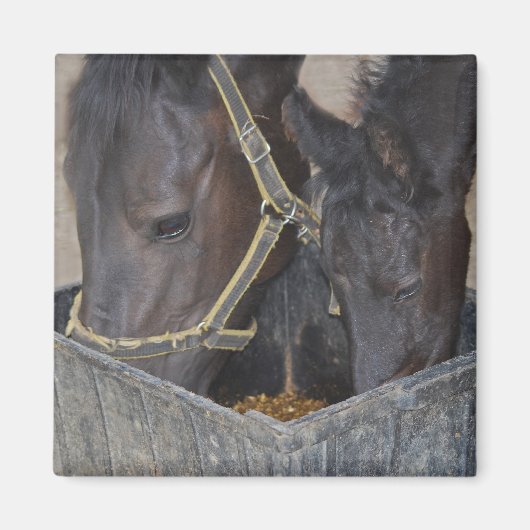 Paarden delen magneet (Voorkant)