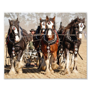 Paarden die akker ploegen foto afdruk