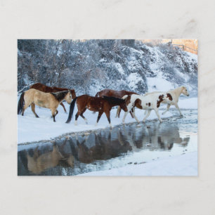 Paarden die de kreek oversteken briefkaart