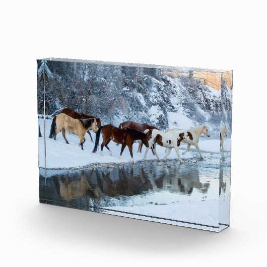 Paarden die de kreek oversteken fotoblokken (Rechts)