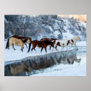 Paarden die de kreek oversteken poster