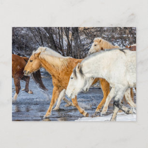 Paarden die de stroom passeren briefkaart