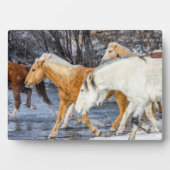 Paarden die de stroom passeren fotoplaat (voorkant)