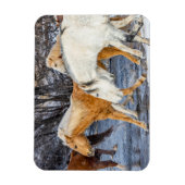 Paarden die de stroom passeren magneet (Verticaal)