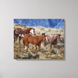 Paarden die door de heuvels zwerven canvas afdruk