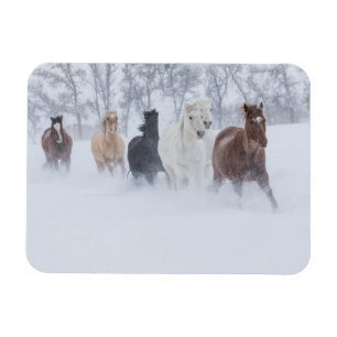 Paarden die door de sneeuw rennen magneet