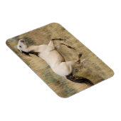 Paarden die door Prairie Grass lopen Magneet (Rechterzijde)