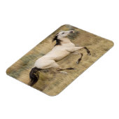 Paarden die door Prairie Grass lopen Magneet (Linkerzijde)