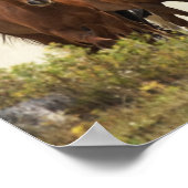 Paarden die een kleine heuvel vormen tijdens de af poster (Hoek)