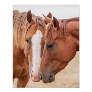 Paarden die elkaar in een wei besnuffelen perfect poster