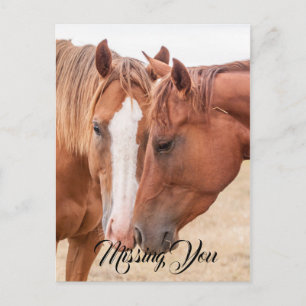 Paarden die elkaar in een weiland besnuffelen briefkaart